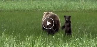 Ведмедик махає туристам