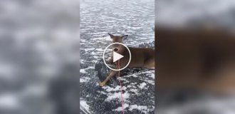 Мужик на коньках спас оленят