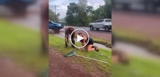 Австралийка помогла поймать крокодила