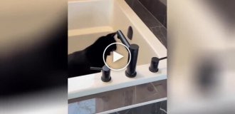 Неудачная попытка кота попить воду из-под крана