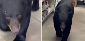 В США медведица наведалась в магазин и напала на 90-летнюю покупательницу (6 фото + 1 видео)
