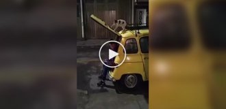 Покушение кота на человека попало на видео