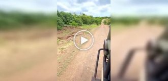 A lion and a warthog: a tense encounter in the wild