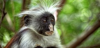 Колобус Кирка: Они умирали в зоопарках, пока не узнали их странный секрет (9 фото)