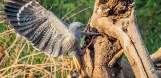 Crane Hawk: Here We Have a Principled Hole-Breaker (9 photos)