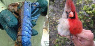 Половина женская, половина мужская: самая странная мутация птиц и не только (10 фото)
