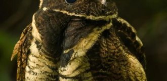 Внимание, ушастый козодой (9 фото)