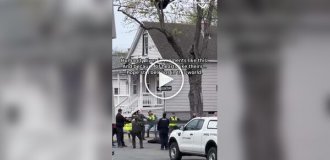 В США спасли медведя, застрявшего на дереве