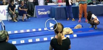 Гонка черепахи и кролика