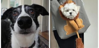 25+ обаятельных пёсиков, которые поднимут настроение и растопят даже ледяное сердце (26 фото)