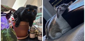 25 неожиданных карьер, которые прямо дома способны построить котики (26 фото)