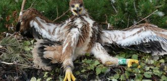 В  40  лет  орёл разбивает себе клюв и  вырывает все  перья (8 фото)