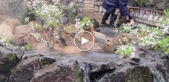 Капібари купаються в гарячому джерелі