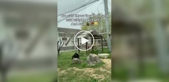 Очень умное животное