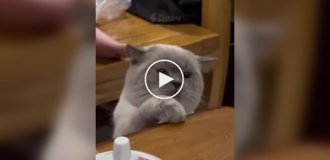 Вороватые коты