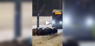 Кабани влаштували сходку на трамвайних шляхах у Польщі