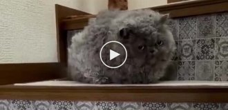 Кот с кудрявой шерстью