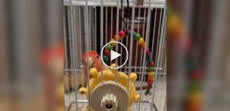 Игрушка разбудила в попугае пирата