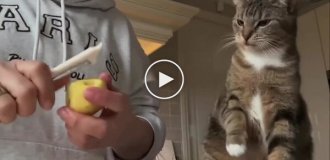 Кот, который очень любит картошку