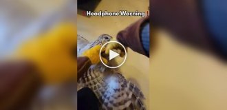 Крик недовольной совы