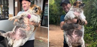 Barely breathing and not moving: a man saved an obese dog (6 photos)