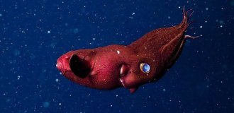 Знакомьтесь: кальмар-вампир — единственный в своем роде обитатель темных вод (4 фото)