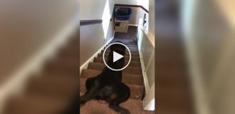 A selection of funny descents and ascents of dogs on stairs