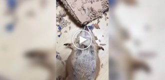 Їжа влаштувала повний розгром у коробці