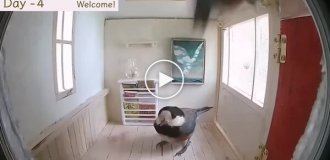 Птахи освоюють новий будинок