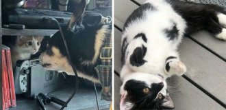 Rescued pets: the story of their new life (31 photos)