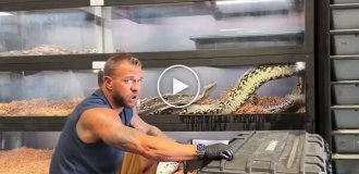 A snake shatters the glass of its enclosure