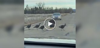 Выглядят умнее многих людей