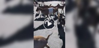 Goats escaping from a petting zoo caught on video