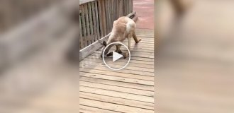 Как выглядит и передвигается очень старый кенгуру