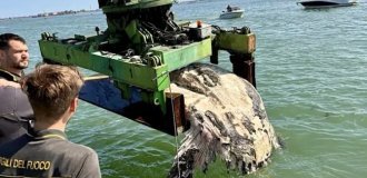 Гигантская рыба-луна перекрыла канал: тушу весом более тонны пришлось убирать пожарным (3 фото + 1 видео)