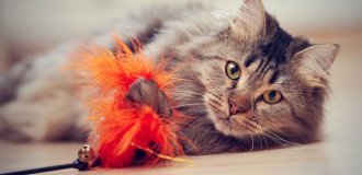 Іграшки для кота: чим потішити домашнього улюбленця