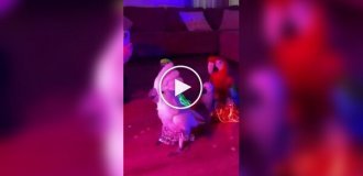 Хозяйка попугаев превратила своих питомцев в настоящих исполнителей восточных танцев