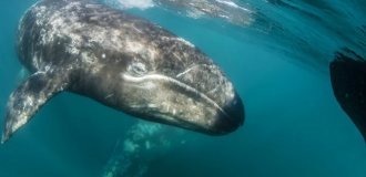The mystery of whales with a strange smell (6 photos)