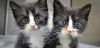 Pet cloning (9 photo)