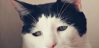 В Японии живёт самый грустный кот в мире (8 фото)