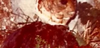 Загадочная встреча с пришельцем в Италии (4 фото)