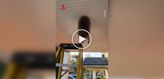 Енот застрял в потолке