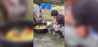 Сотрудник зоопарка познал ярость детеныша бегемота