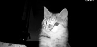 Котенок скучает по своей хозяйке