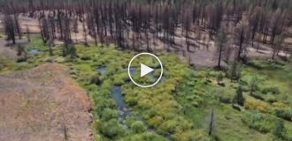 How beavers help fight fires