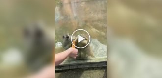 У зоопарку два сурки влаштували неабияку бійку, не поділивши морквину