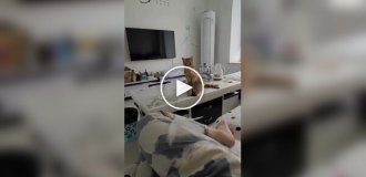 Кот играет с хозяйкой