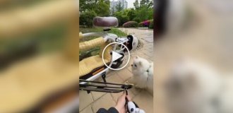 Електроскутер із місцем для собаки