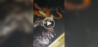 У берегов Японии заметили редкого кальмара