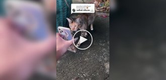 Жінка вважає, що вуличні кішки допомогли їй знайти зниклого вихованця